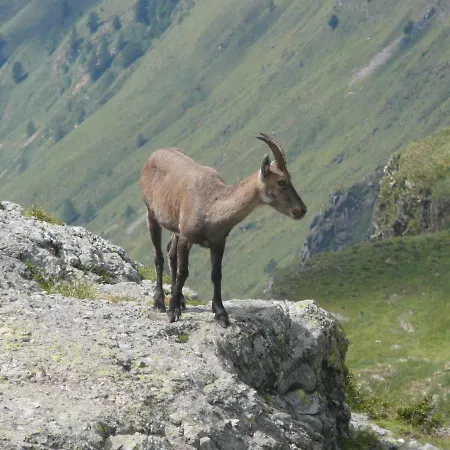 催眠曲住宿加早餐酒店 公寓